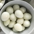 OVOS DE CODORNA (DUZIA)