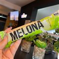 PICOLÉ MELONA MELÃO 70G